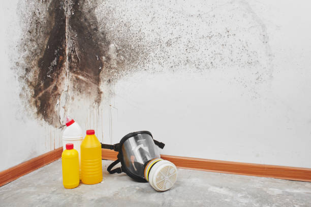 Best Residential Mold Removal  in South Windham, CT