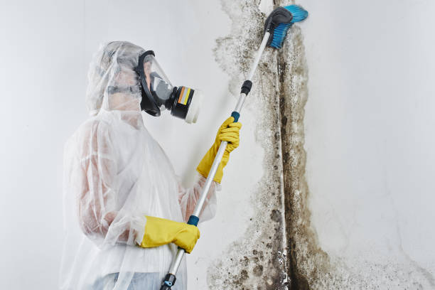 Home Mold Removal in South Windham, CT