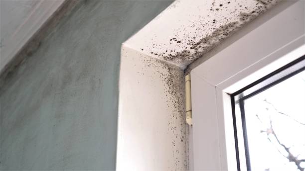 Best Professional Mold Removal  in South Windham, CT