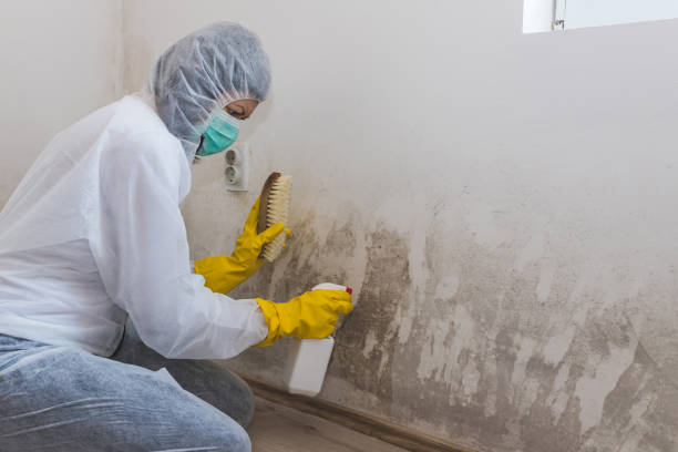 Professional Mold Removal in South Windham, CT