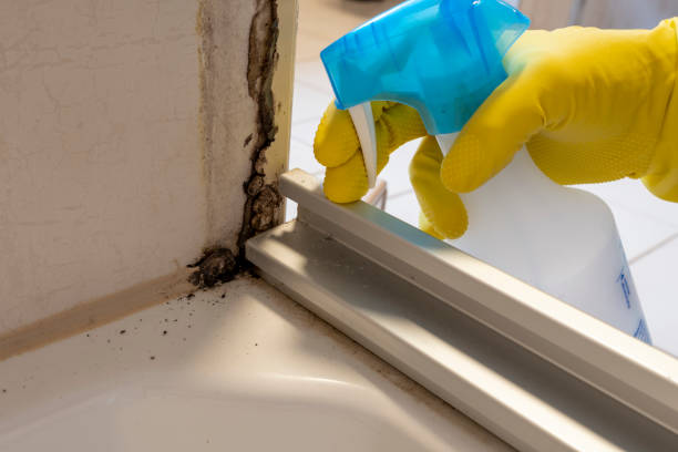 Best Water Damage Restoration  in South Windham, CT