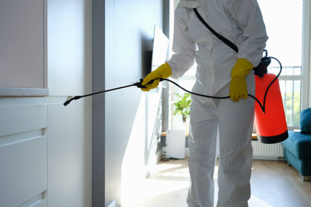 Best Mold Remediation  in South Windham, CT