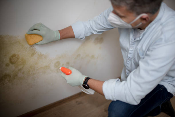 Best Mold Damage Repair  in South Windham, CT