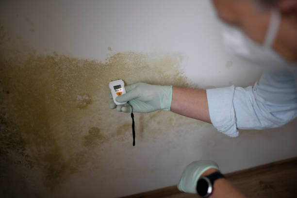 Best Mold Cleaning Services  in South Windham, CT