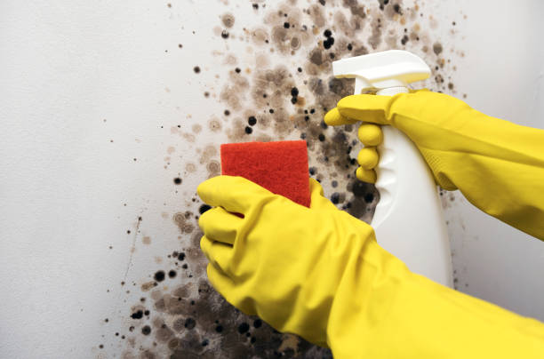 Attic Mold Removal in South Windham, CT