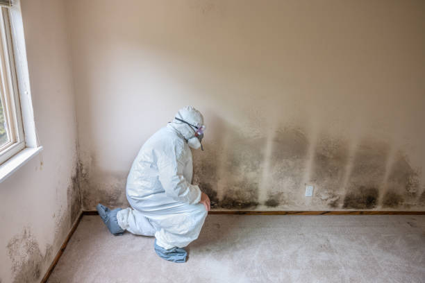 Best Office Mold Removal Services  in South Windham, CT