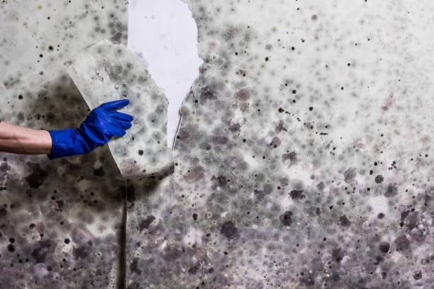 Trusted South Windham, CT Mold Removal Experts