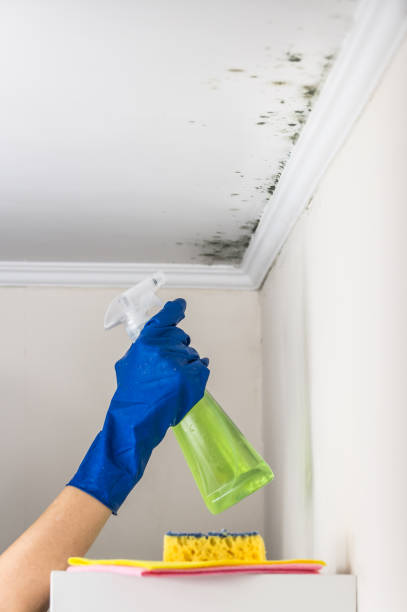 Best Crawl Space Mold Removal  in South Windham, CT